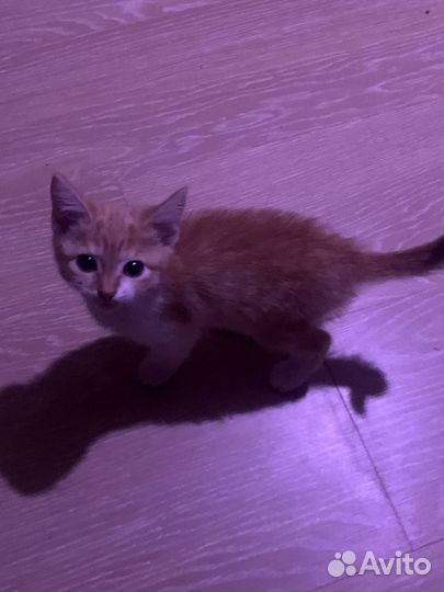 Отдаю 2 котят в добрые руки