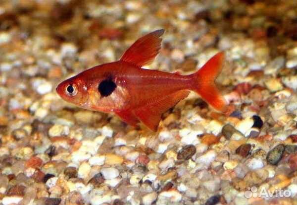 Харациновые рыбы