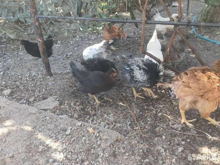 Молодые петушки