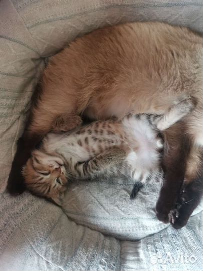 Котик в добрые руки