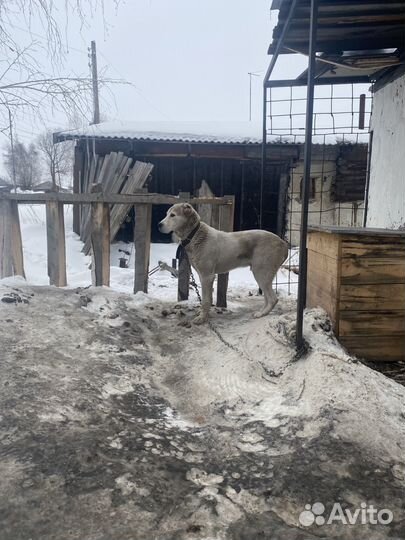 Собака алабай