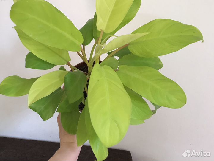 Филодендрон Голди Лок