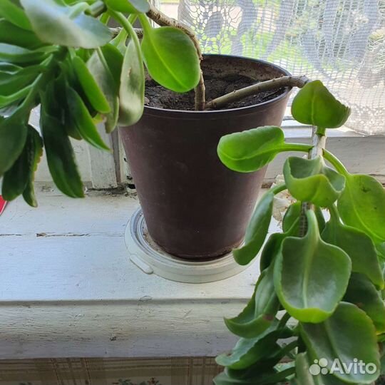 Комнатные растения цветы