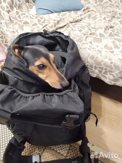 Услуги кинолога