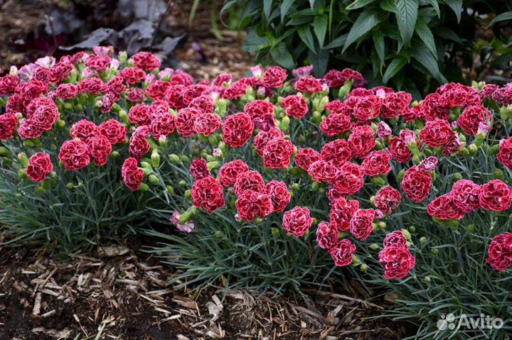 Гвоздика многолетняя