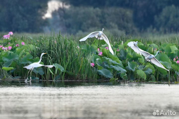 Экскурсия в дельту Волги