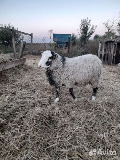 Овцы романовской породы