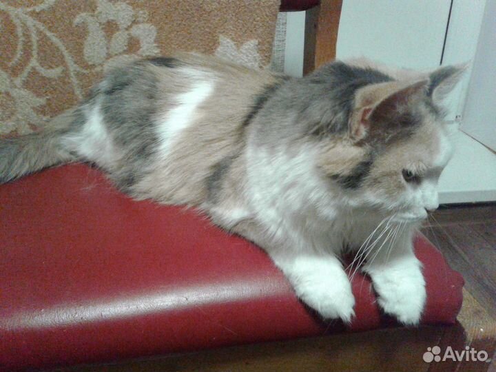 Трехцветная кошка Боня