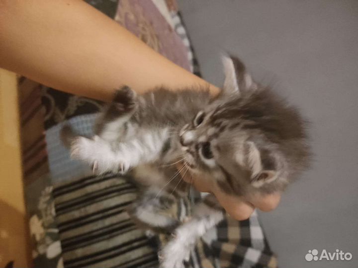 Котята 2мес отдам