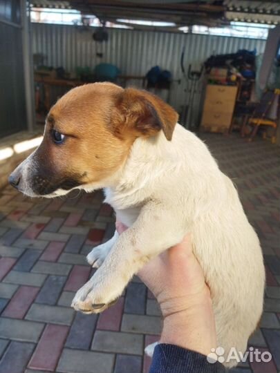 Джек Рассел терьер