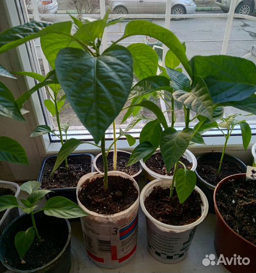 Рассада перца