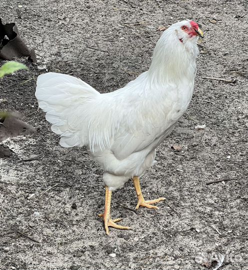 Породные куры