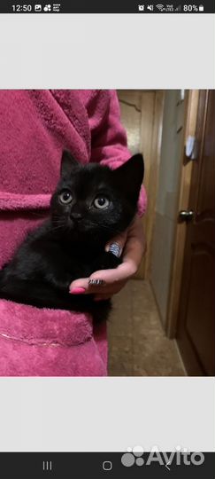 Британская кошечка