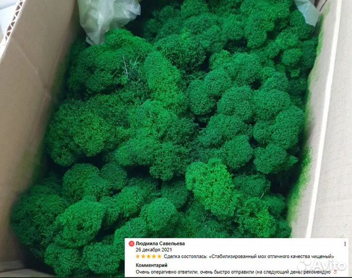 Стабилизированный мох для декора ягель кочка
