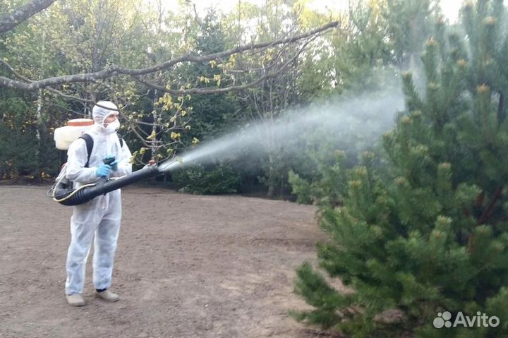 Уничтожение клопов тараканов грызунов блох клещей