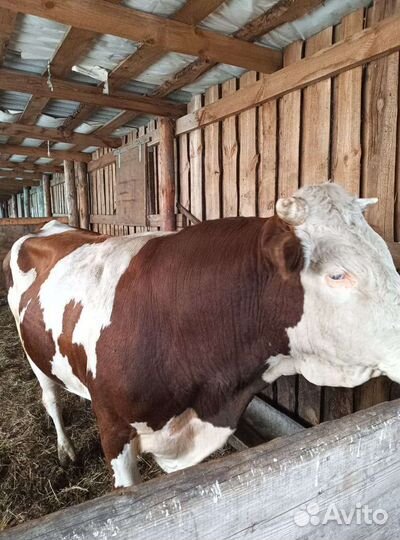 Бык,2.5 года