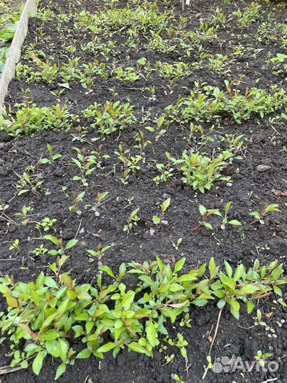 Айва японская хеномелес саженцы