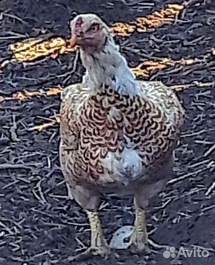 Куры Корниш