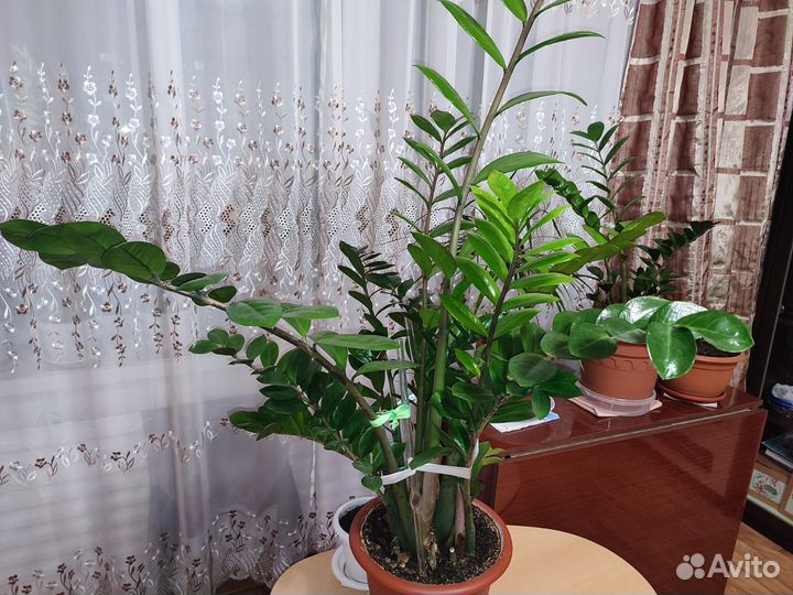 Долларовое дерево