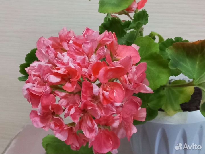 Пеларгония герань сортовая