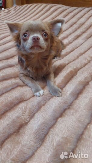 Щенки чихуахуа длинношерстные