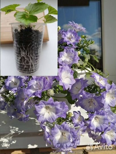 Кампанулы (Жених и невеста)