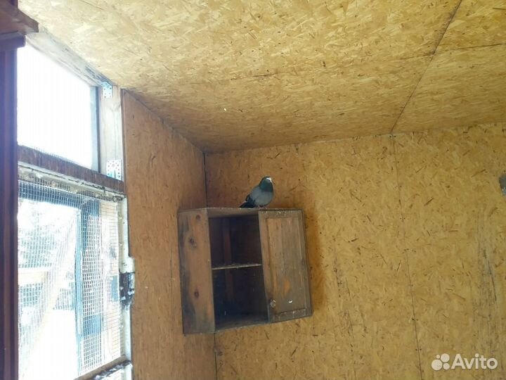 Продам голубей