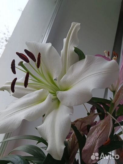 Лилии луковицы