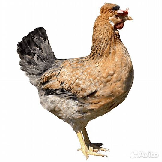 Цыплята несушек Доминант голубое и зеленое яйцо