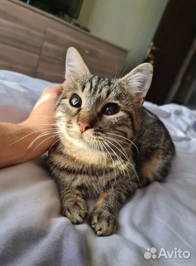 Кастрированный кот Шелест. Слабовидящий. Доставка