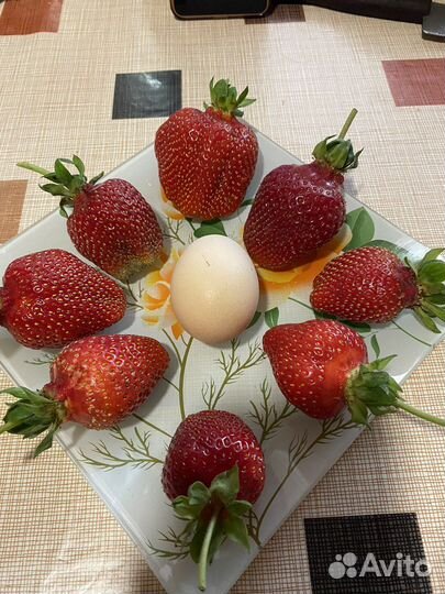 Рассада сортовой клубники