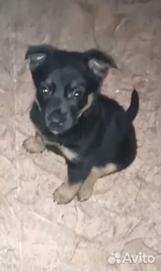 Щенок мальчик 1,5 месяца