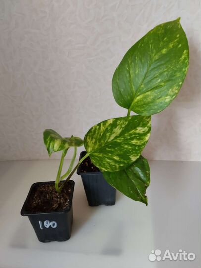 Эпипремнум