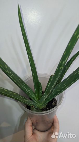 Алое вера растение