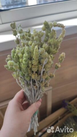 Сухоцвет Крымский лимонник (железница)