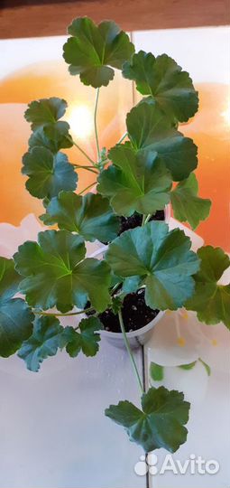 Пеларгония герань сортовая Любимица от Купавы