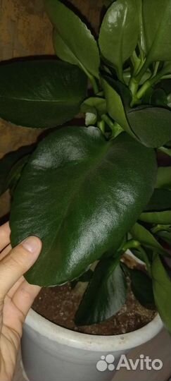 Каланхоэ гигант