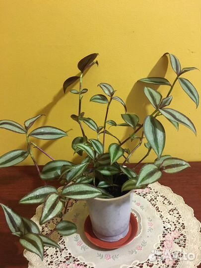 Традесканция