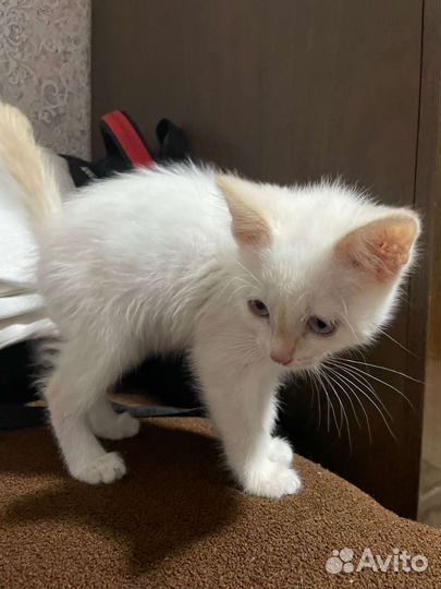 Кошка в дар бесплатно