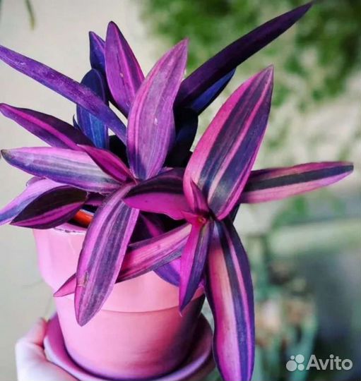 Комнатные растения цветы