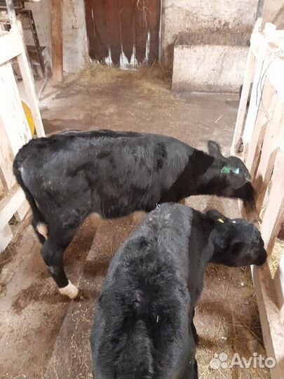 Бычки телята