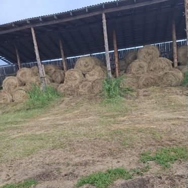 Продам сено в рулонах