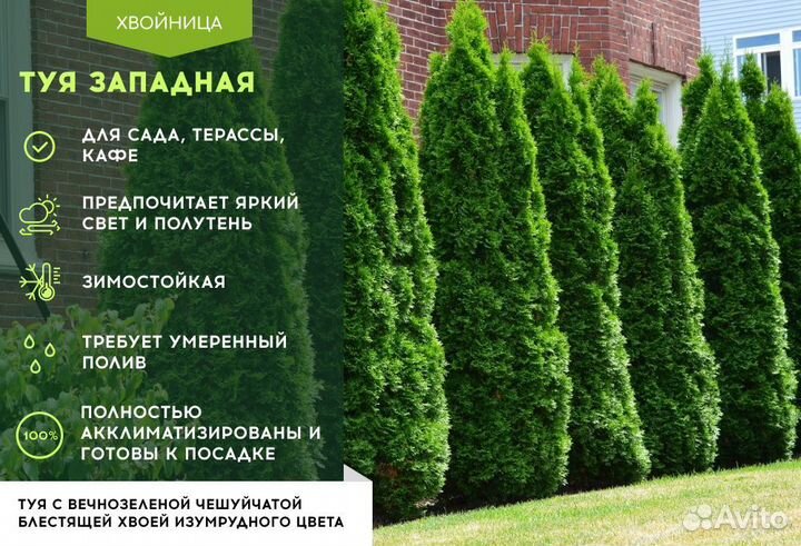 Туи крупномеры Колумна 4,5 м