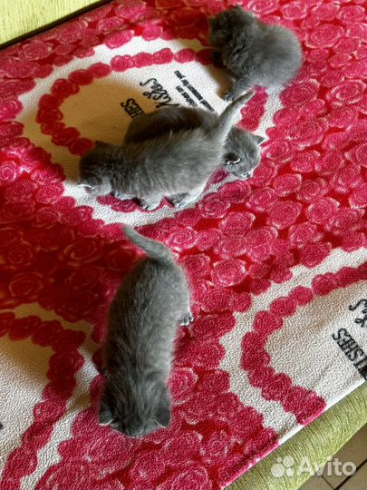 Британские котята