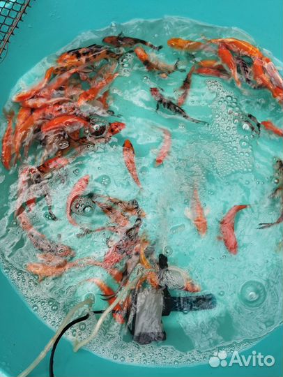 Карп кои 6 см