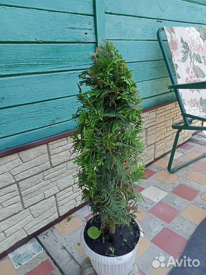 Туя пирамидальная 50см