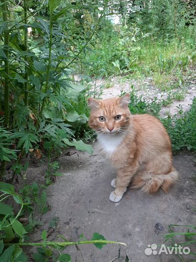 Котик в добрые руки