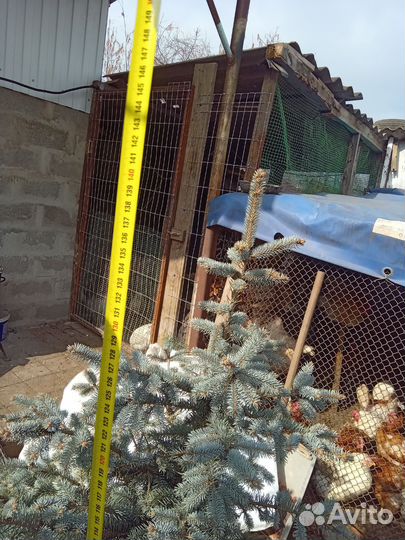 Ель голубая