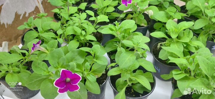 Укоренённые черенки, вербены колибрахоа