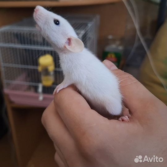 Декоративные крысята дамбо